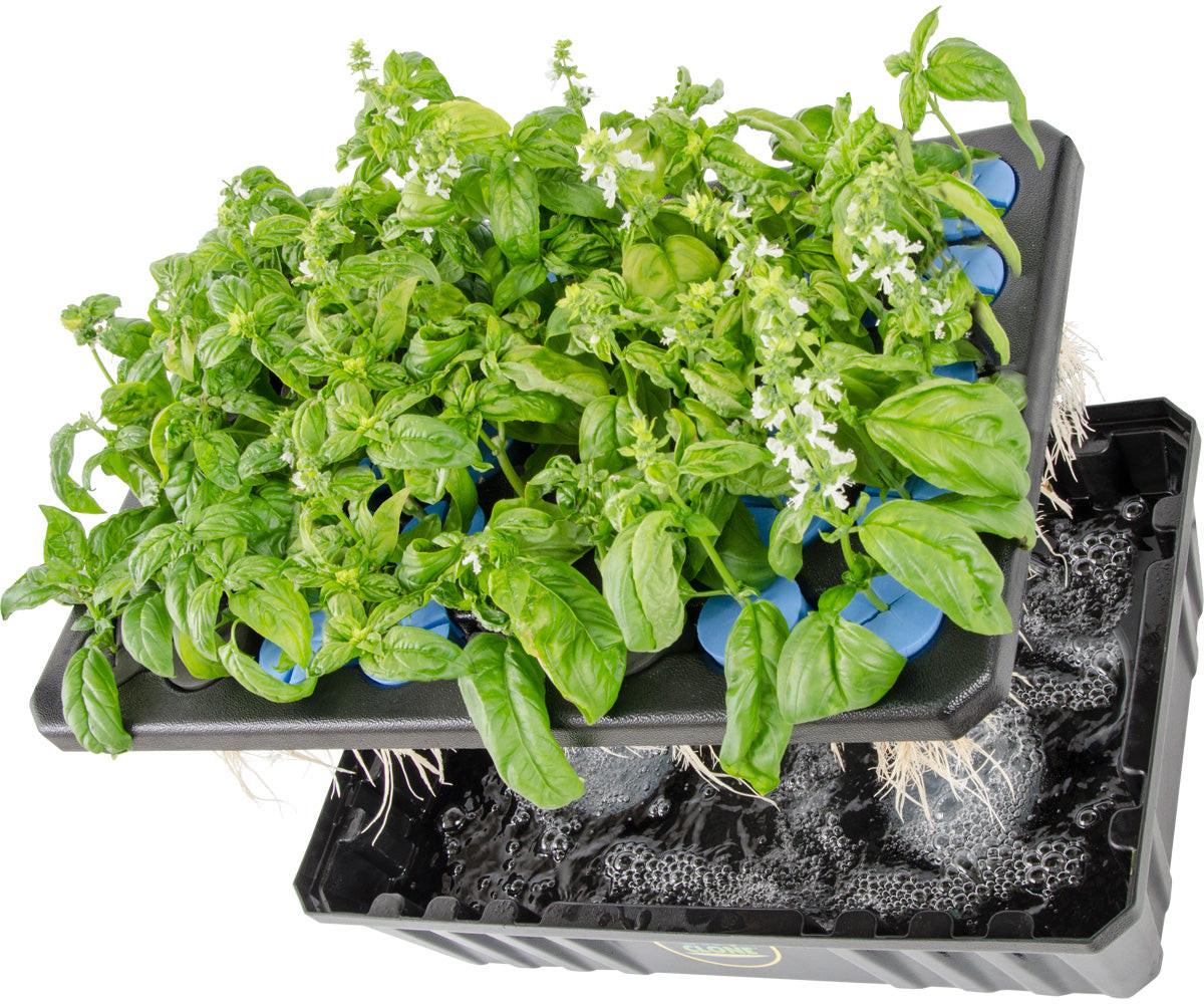 oxyCLONE Cloning System - 20, 40 & 80 Sites