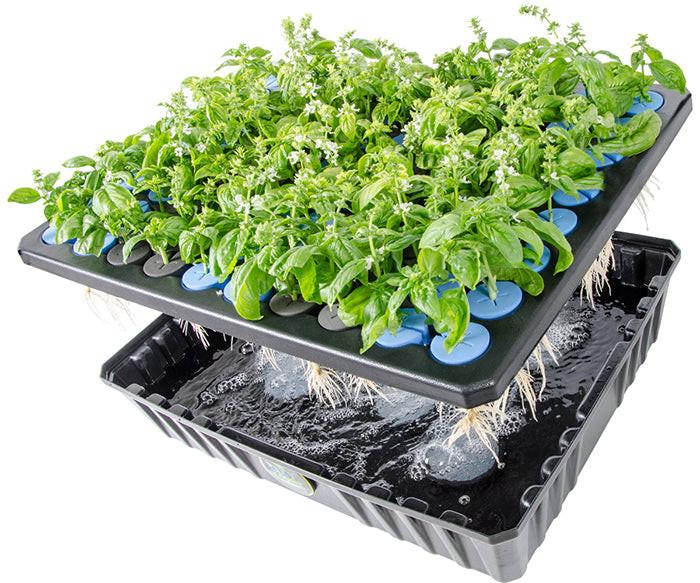 oxyCLONE Cloning System - 20, 40 & 80 Sites