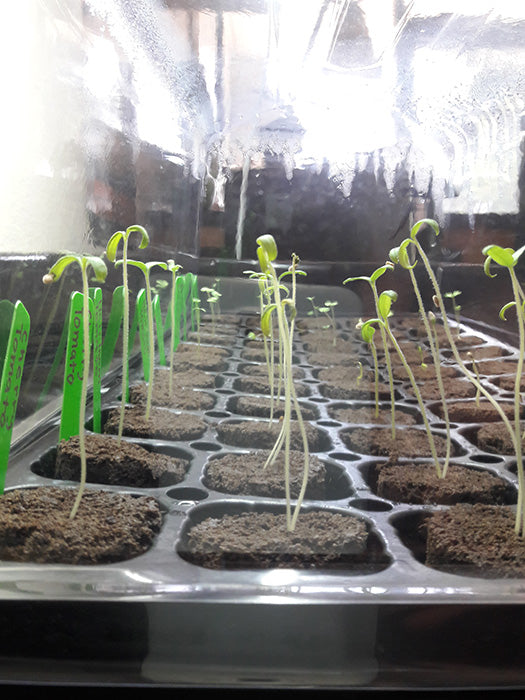 HBX 50 Site Seedling Starter Kit with Root Plugs