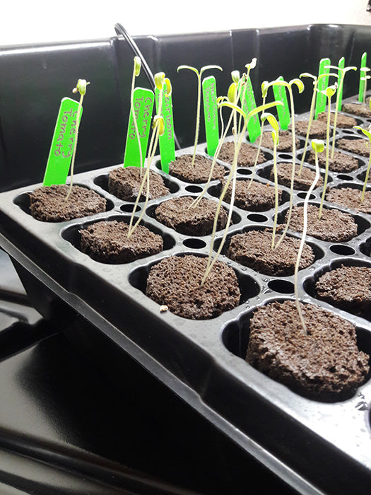 HBX 50 Site Seedling Starter Kit with Root Plugs