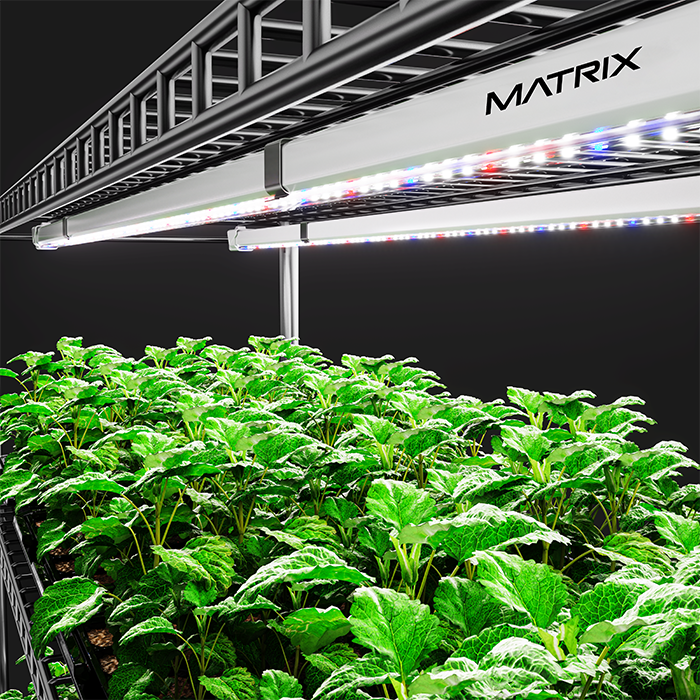 Matrix 18 Watt LED Clone Light, Pack of 2