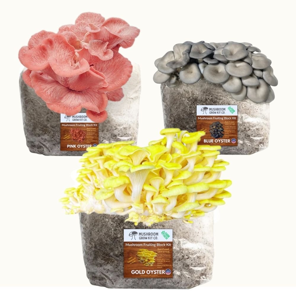 3 Pack - Gold, Pink, and Blue Oyster Mushroom Grow Kit Fruiting Block - 15 LBS.