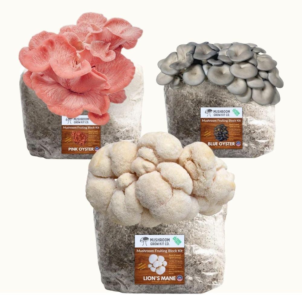 3 Pack - Lion's Mane, Pink, and Blue Oyster Mushroom Grow Kit Fruiting Block - 15 LBS.