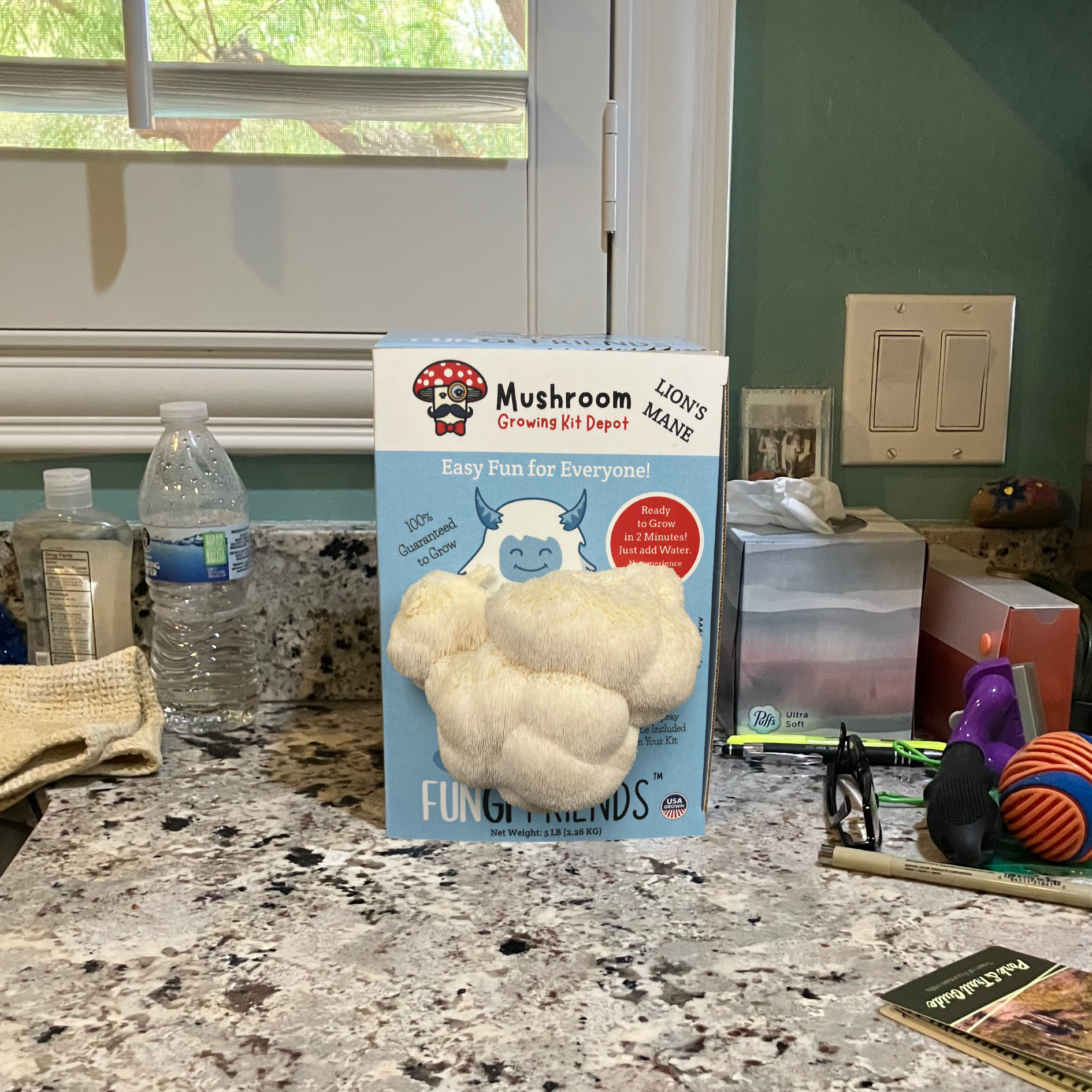 Betty the Yeti - Lion's Mane Mushroom Grow Kit - 5 LBS (with box).