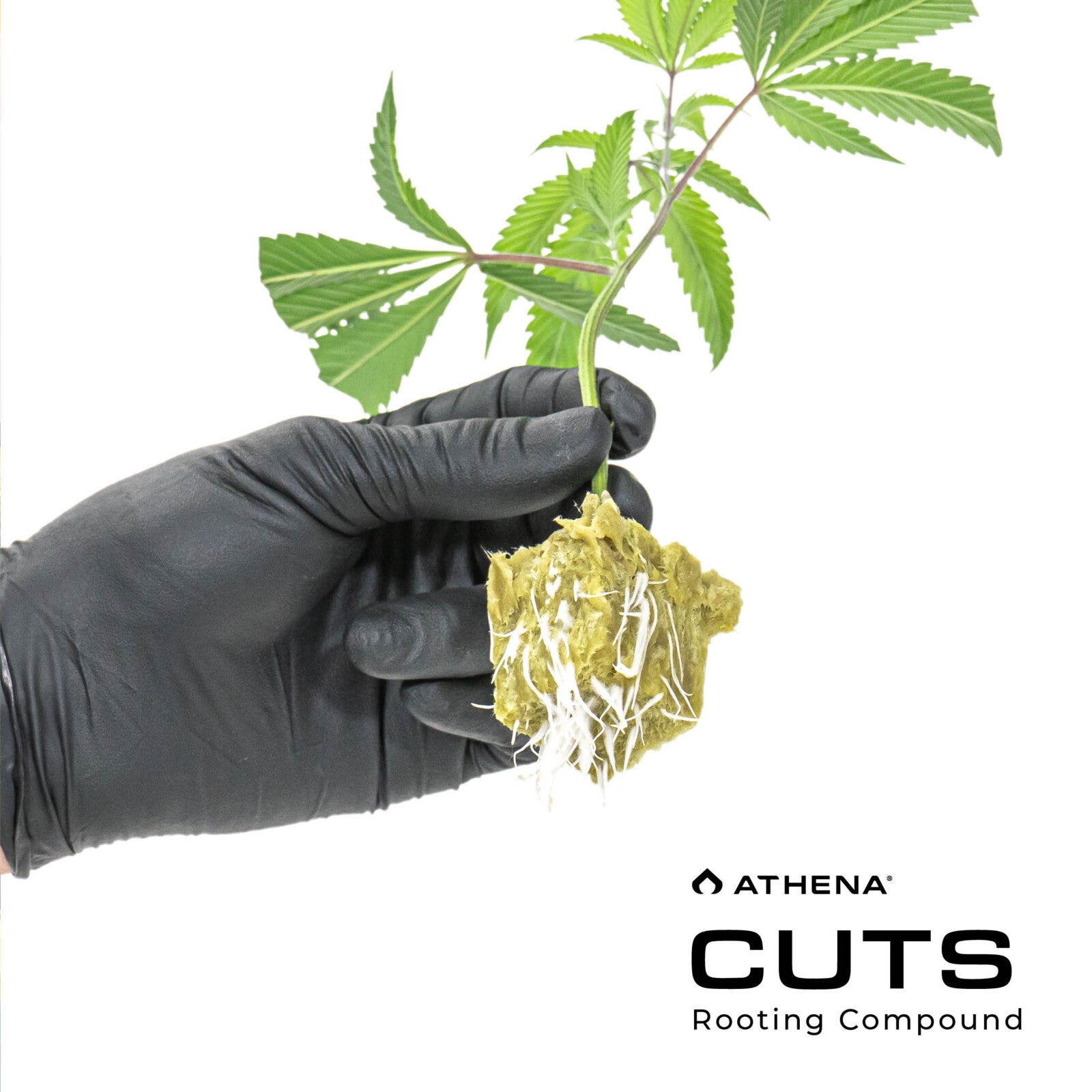 Athena Cuts Rooting Gel, 8 oz.