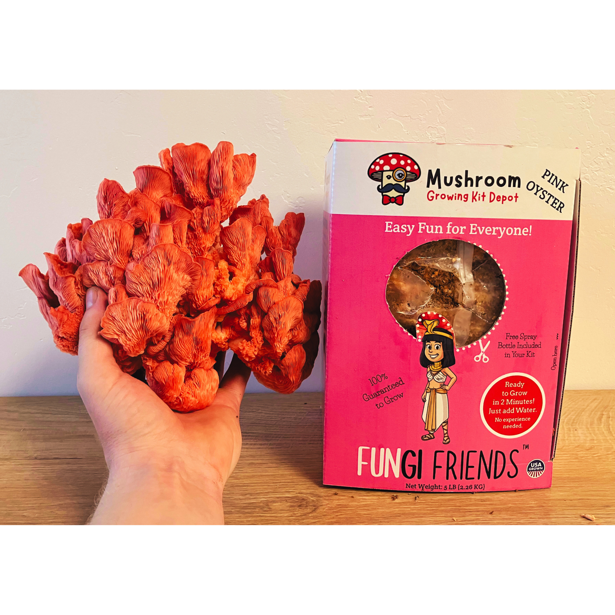 Cleopashrooma - Pink Oyster Mushroom Grow Kit - 5 LBS (with box).