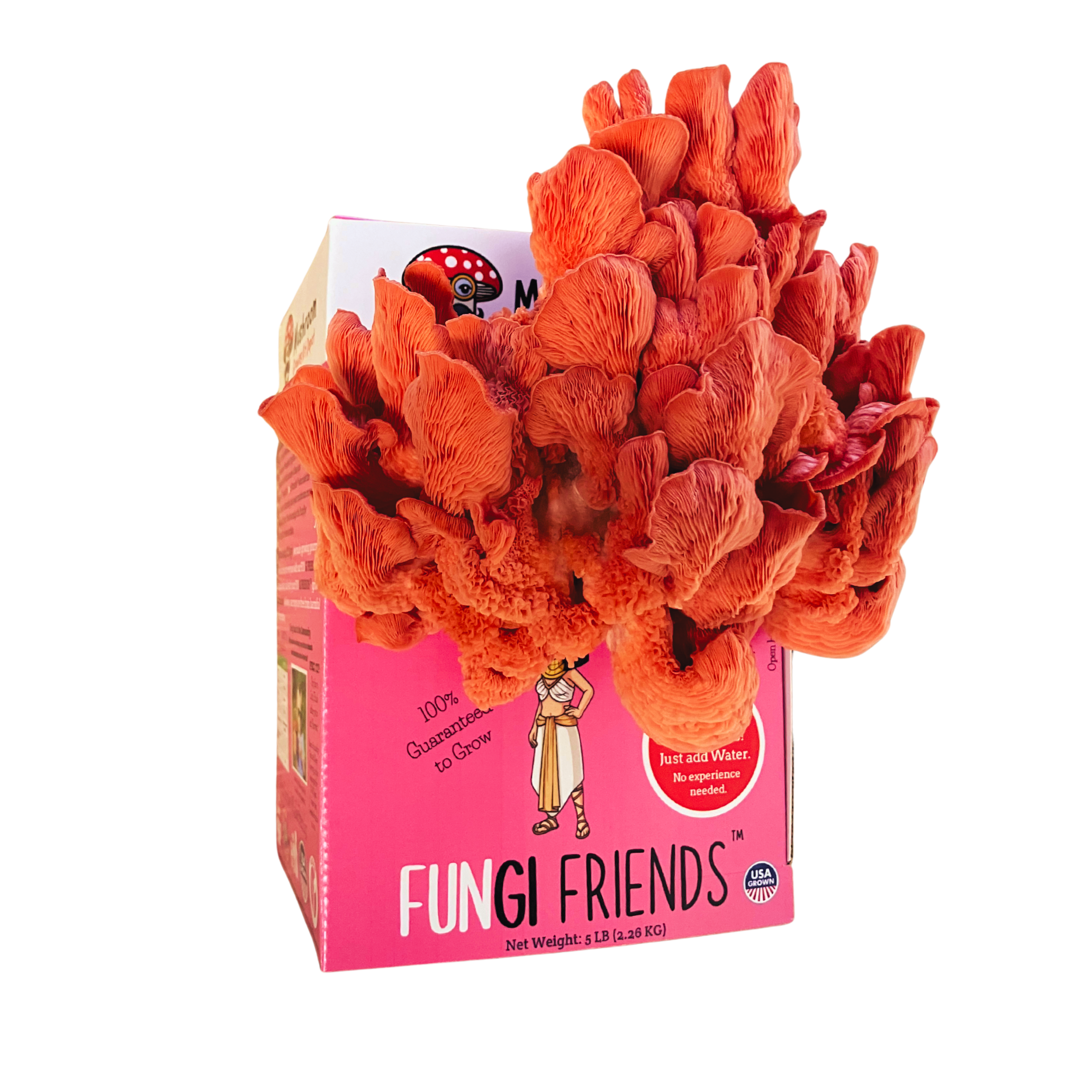 Cleopashrooma - Pink Oyster Mushroom Grow Kit - 5 LBS (with box).