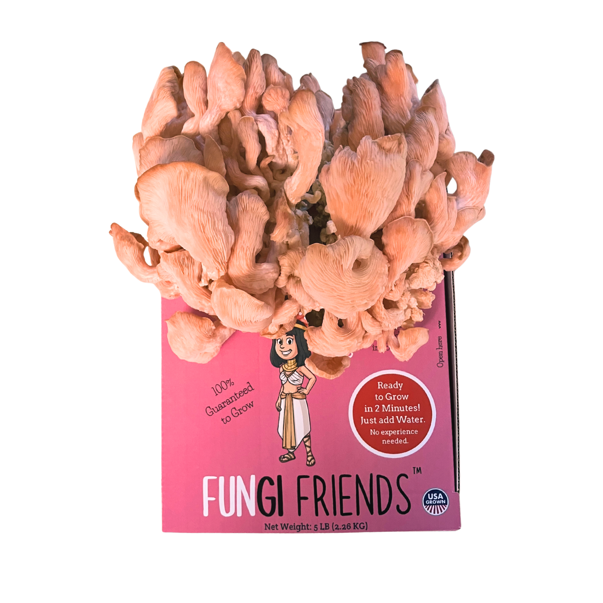 Cleopashrooma - Pink Oyster Mushroom Grow Kit - 5 LBS (with box).