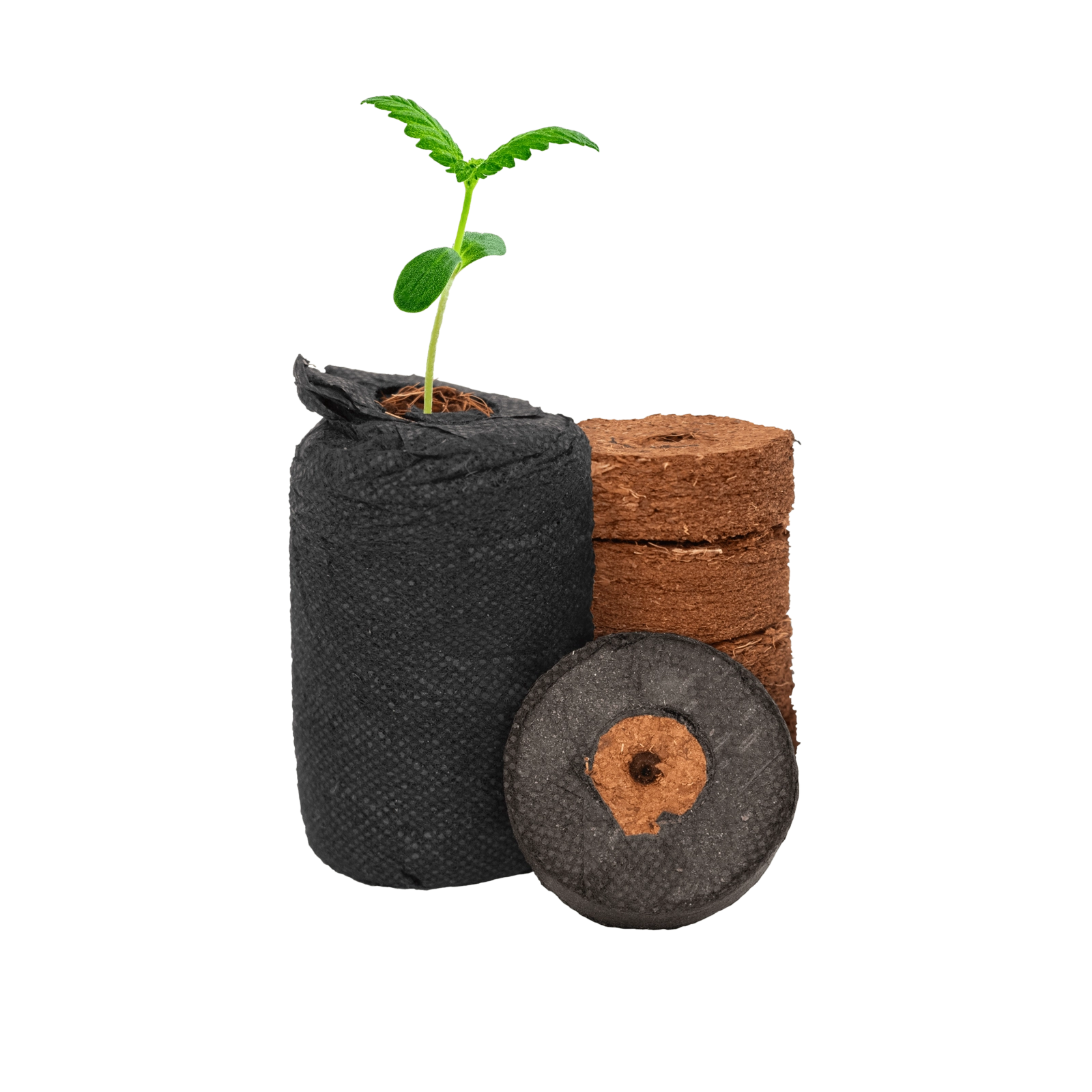 Botanicare CocoPro Propagation Plugs, Case of 1400