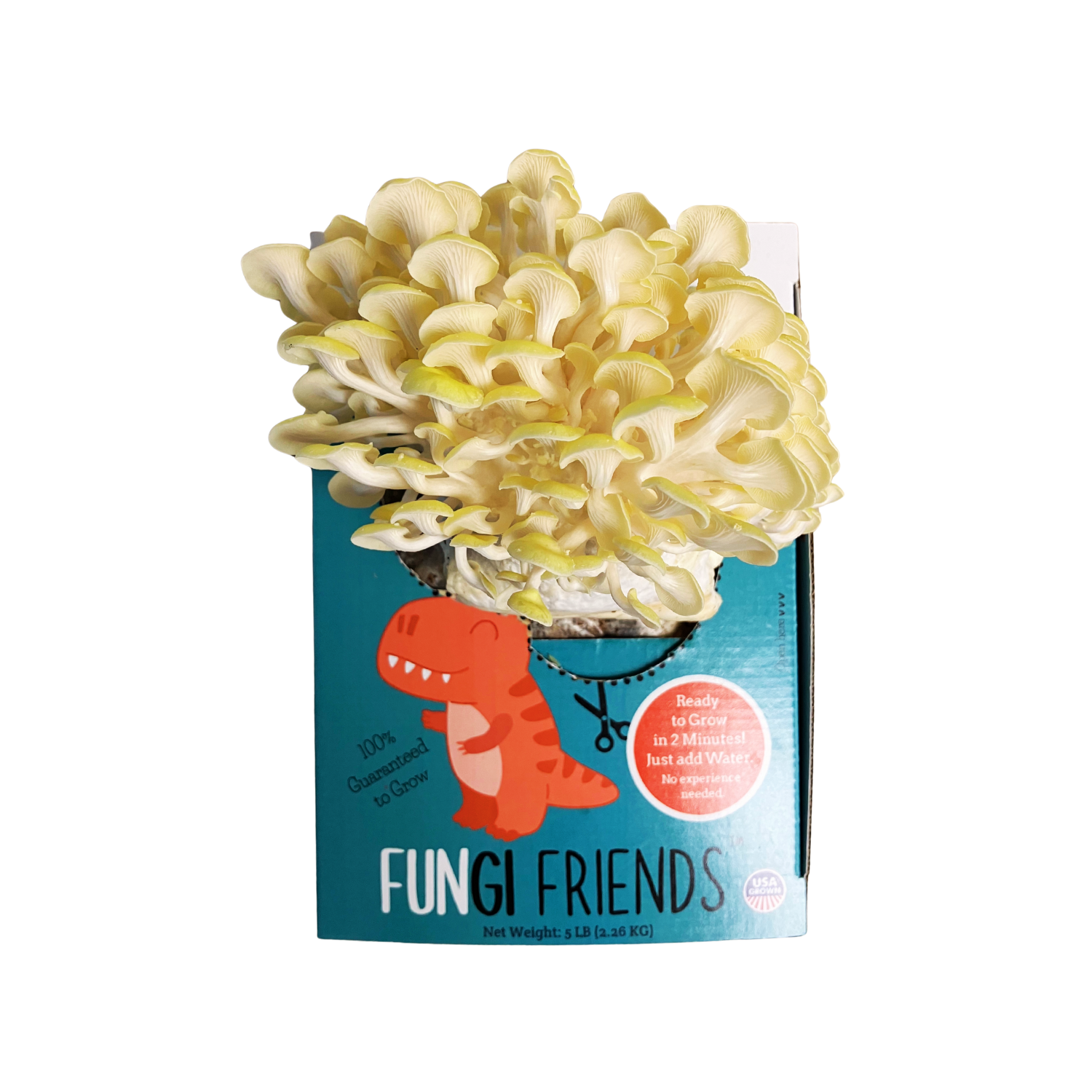 Fungisaurus Rex - Gold Oyster Mushroom Grow Kit - 5 LBS (with box).