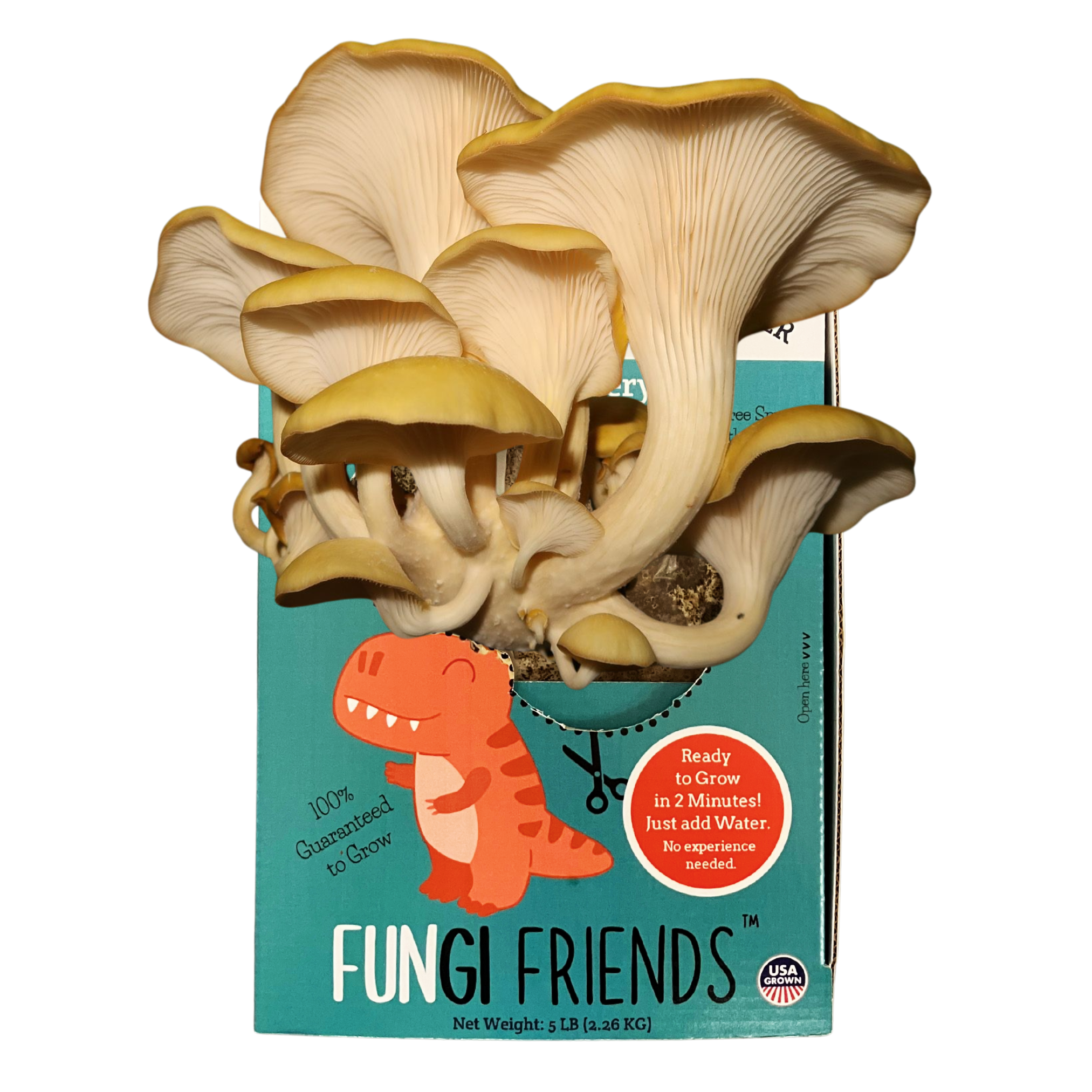 Fungisaurus Rex - Gold Oyster Mushroom Grow Kit - 5 LBS (with box).
