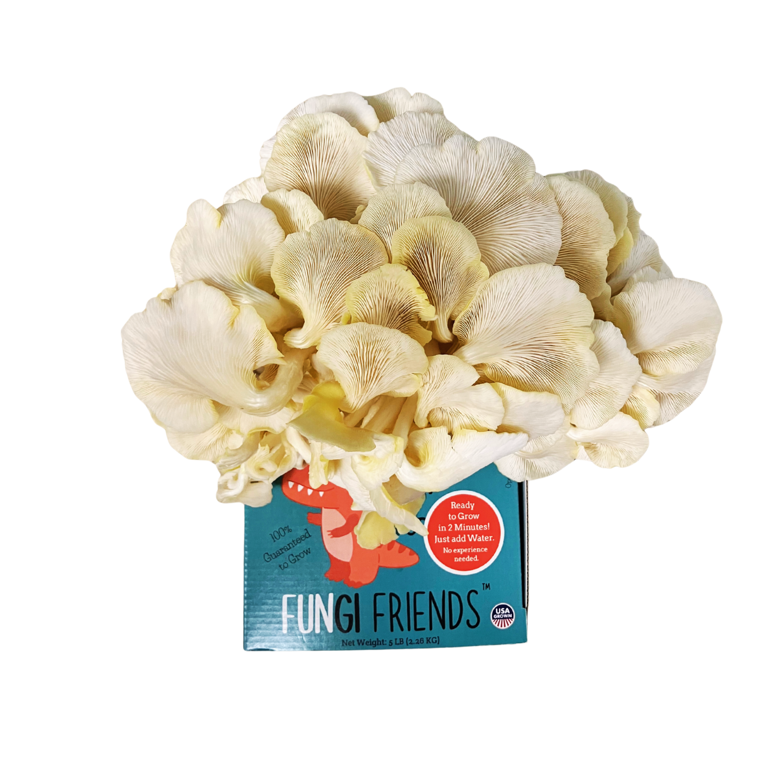 Fungisaurus Rex - Gold Oyster Mushroom Grow Kit - 5 LBS (with box).