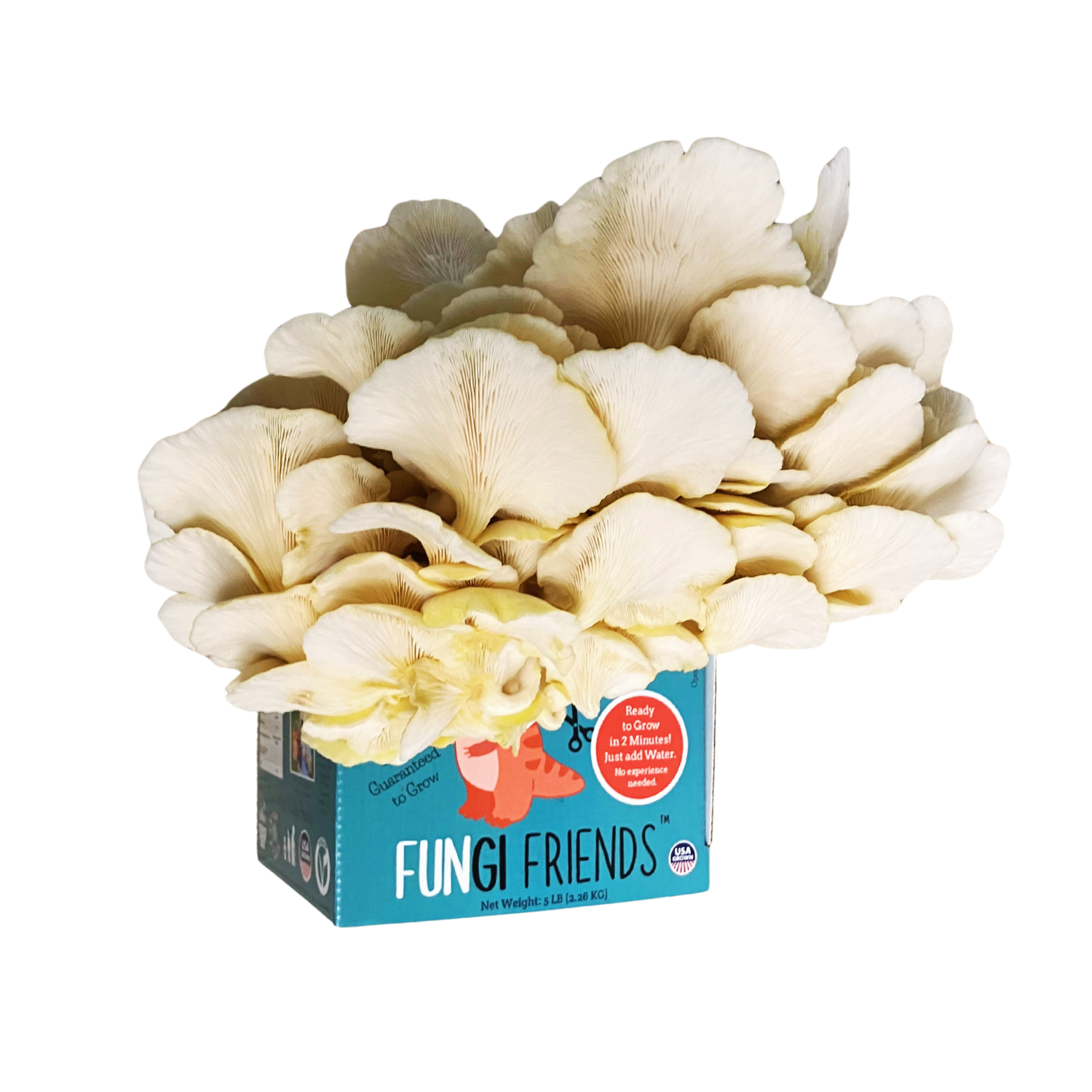 Fungisaurus Rex - Gold Oyster Mushroom Grow Kit - 5 LBS (with box).