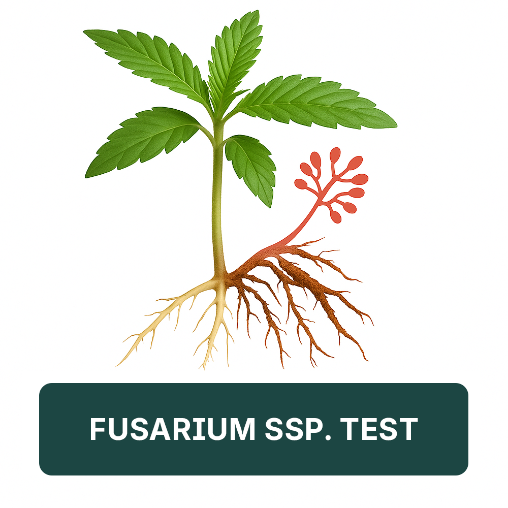 Arvum Fusarium ssp. Test