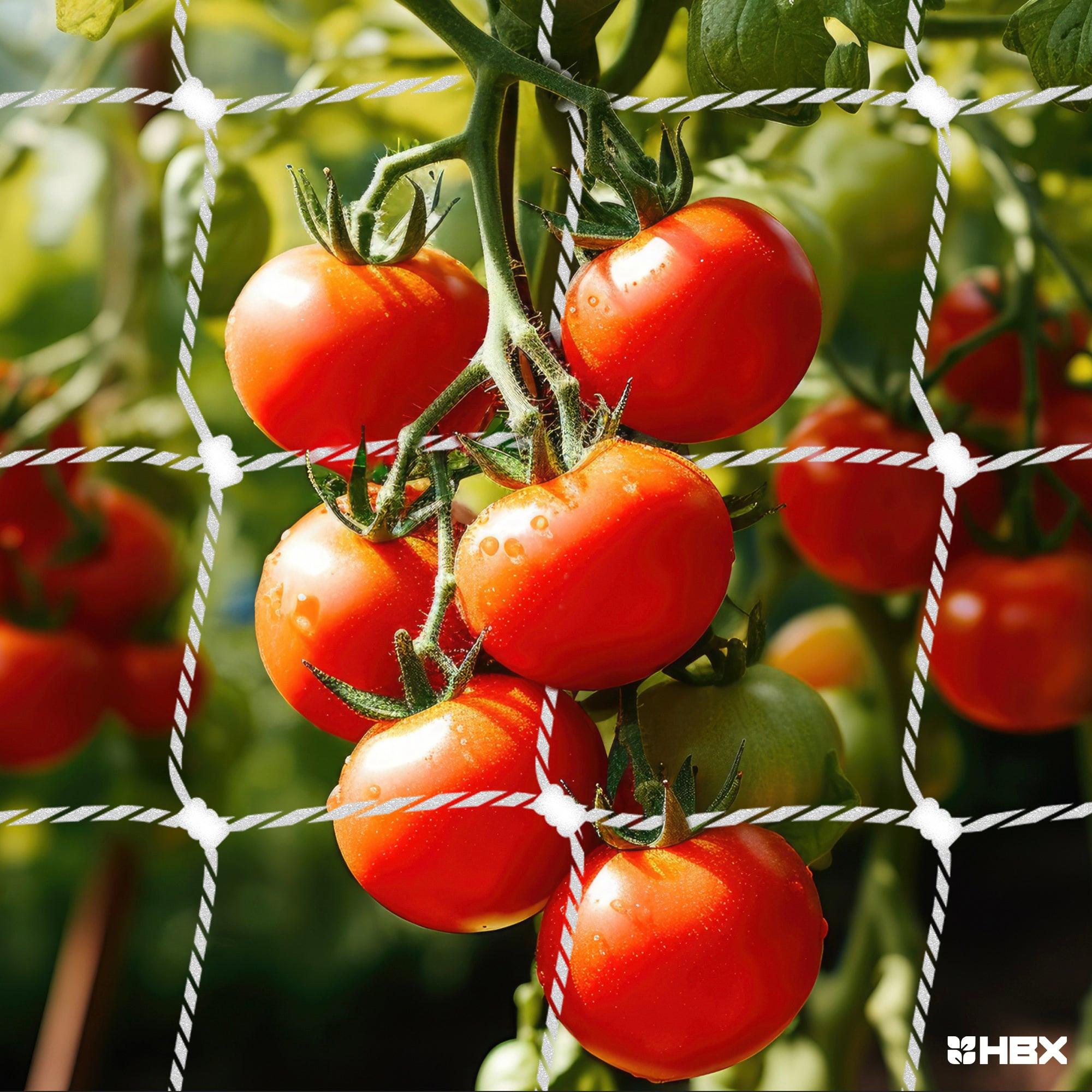 HBX Heavy-Duty Plastic Garden Trellis Netting, 6 Inch Square, 48 Inch x 3330 Foot