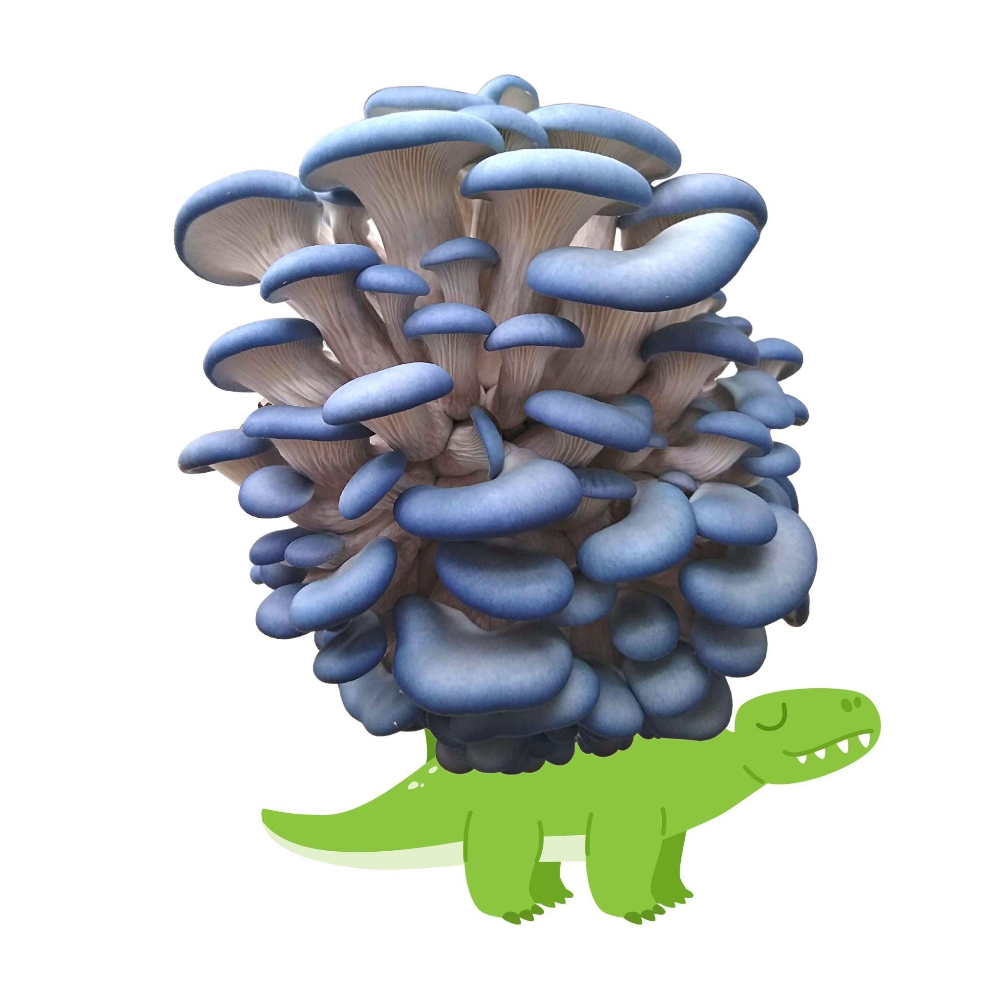 Mushasaurus - Blue Oyster Mushroom Grow Kit - 5 LBS (with box).
