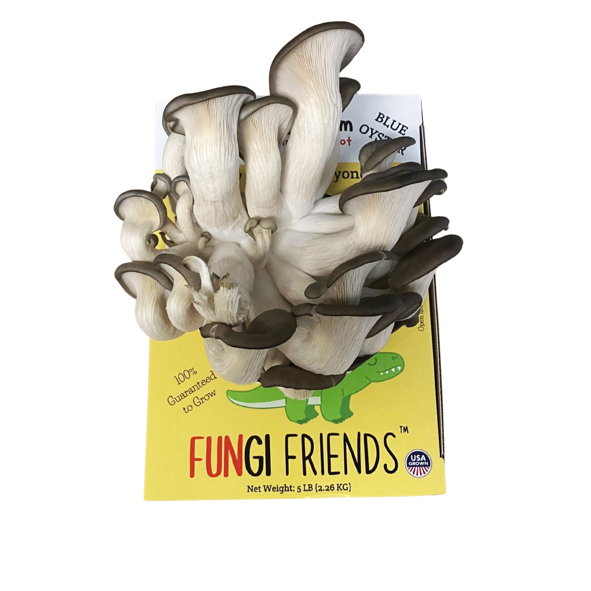 Mushasaurus - Blue Oyster Mushroom Grow Kit - 5 LBS (with box).