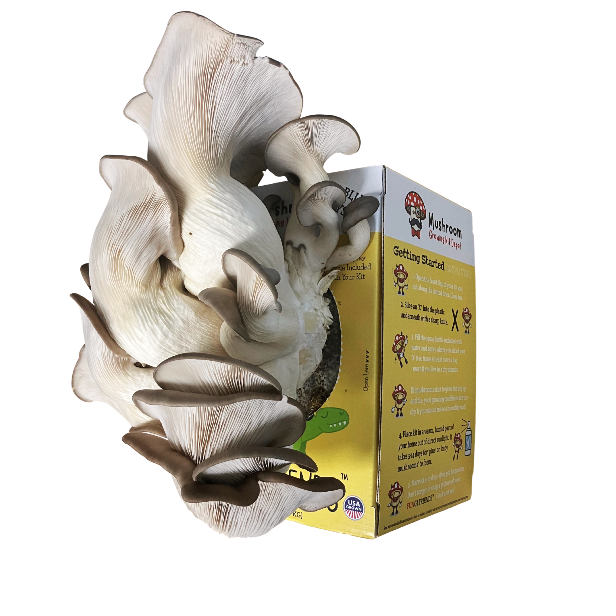 Mushasaurus - Blue Oyster Mushroom Grow Kit - 5 LBS (with box).
