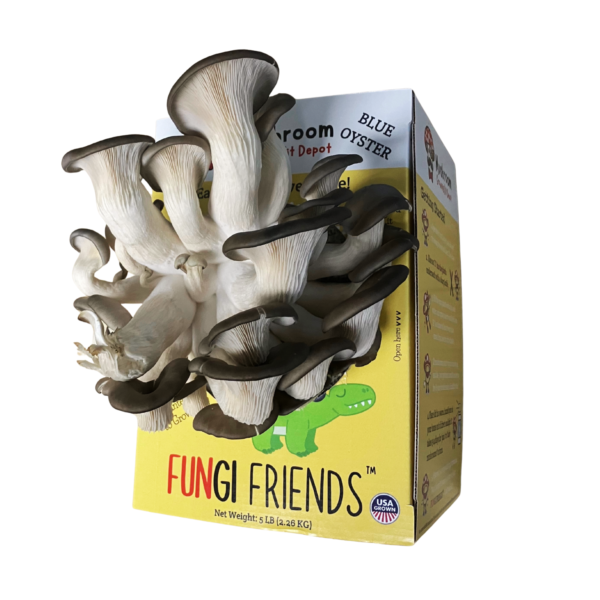 Mushasaurus - Blue Oyster Mushroom Grow Kit - 5 LBS (with box).