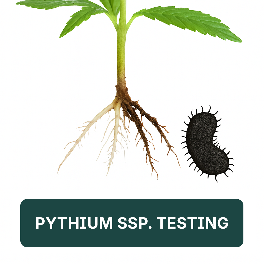 mold on hydroponic plants Arvum Pythium ssp. Test for Hydroponic Systems