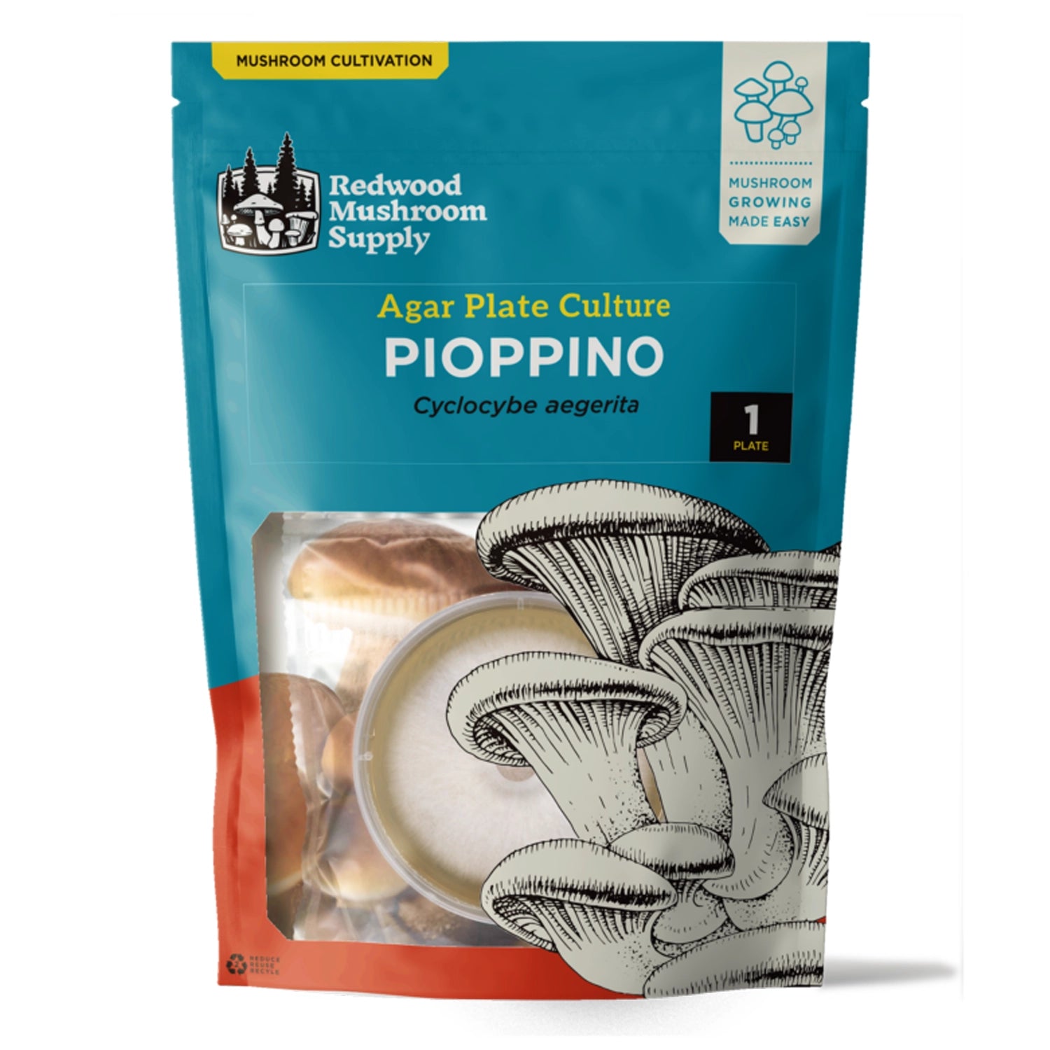 Redwood Mushroom Supply Pioppino Mushroom Plate Culture
