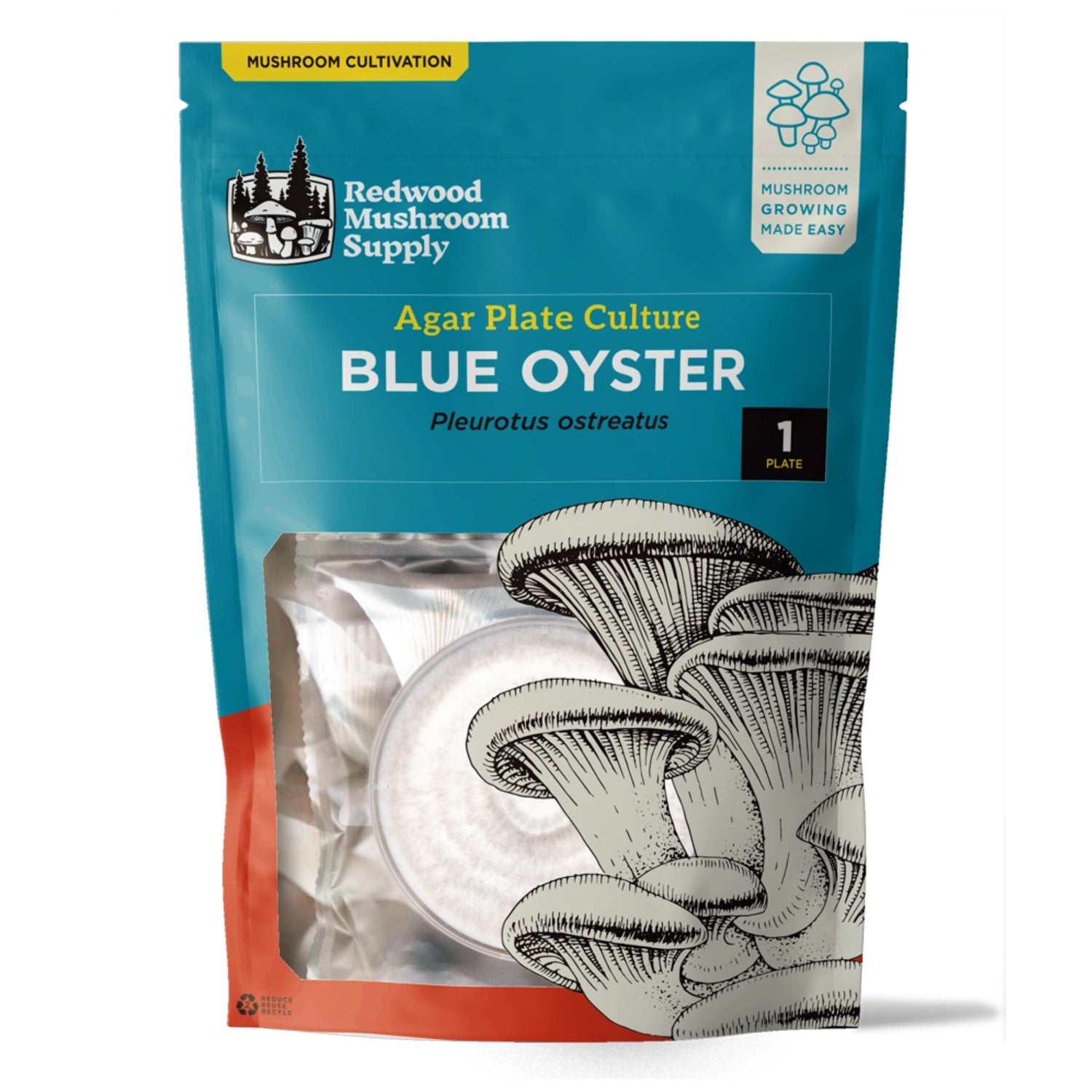 Redwood Mushroom Supply Blue Oyster Mushroom Plate Culture