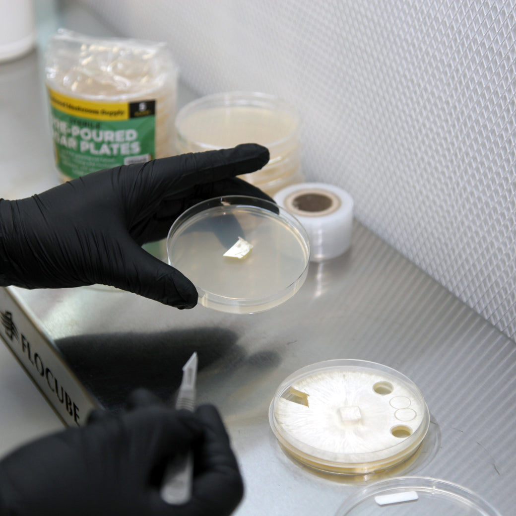 Redwood Mushroom Supply Sterile Pre-Poured Agar Plates - Pack of 5