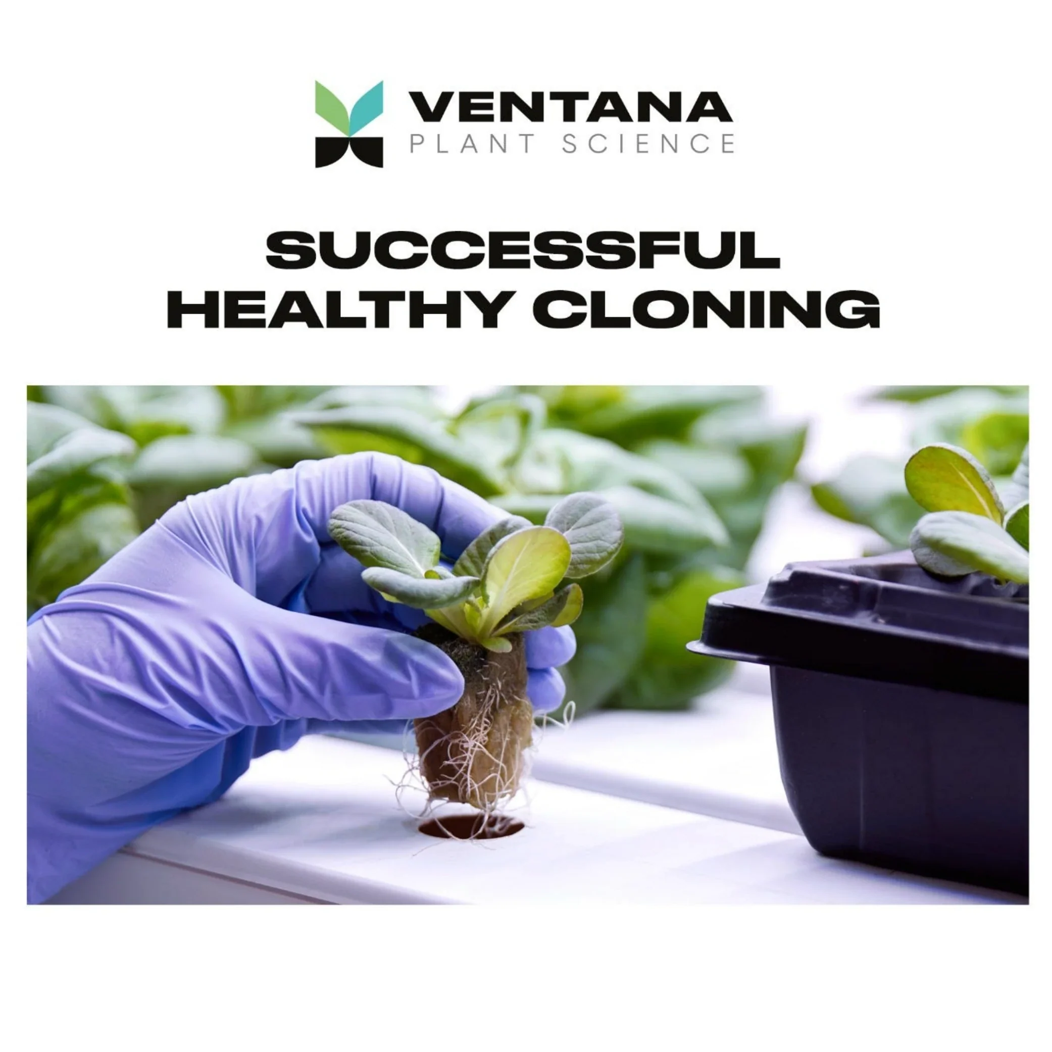 Ventana Plant Science Cloning Gel