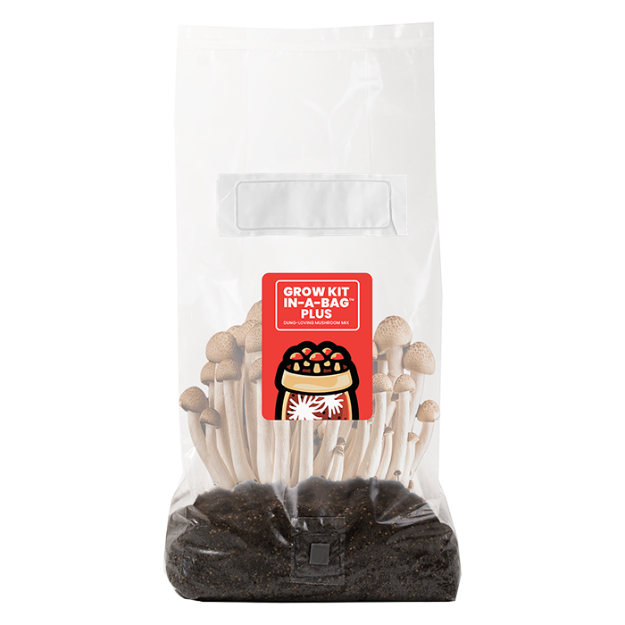 Mushroom Supplies All In One Mushroom Grow Kit In-A-Bag Plus, 5 lbs