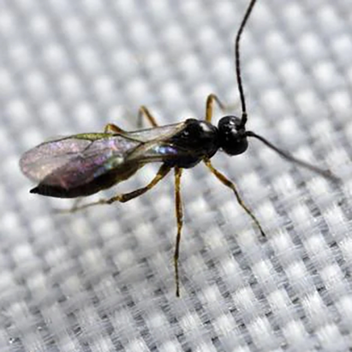 Tip Top Bio-Control Aphidius Colemani & Ervi Beneficial Insect Mix, Bottle of 500