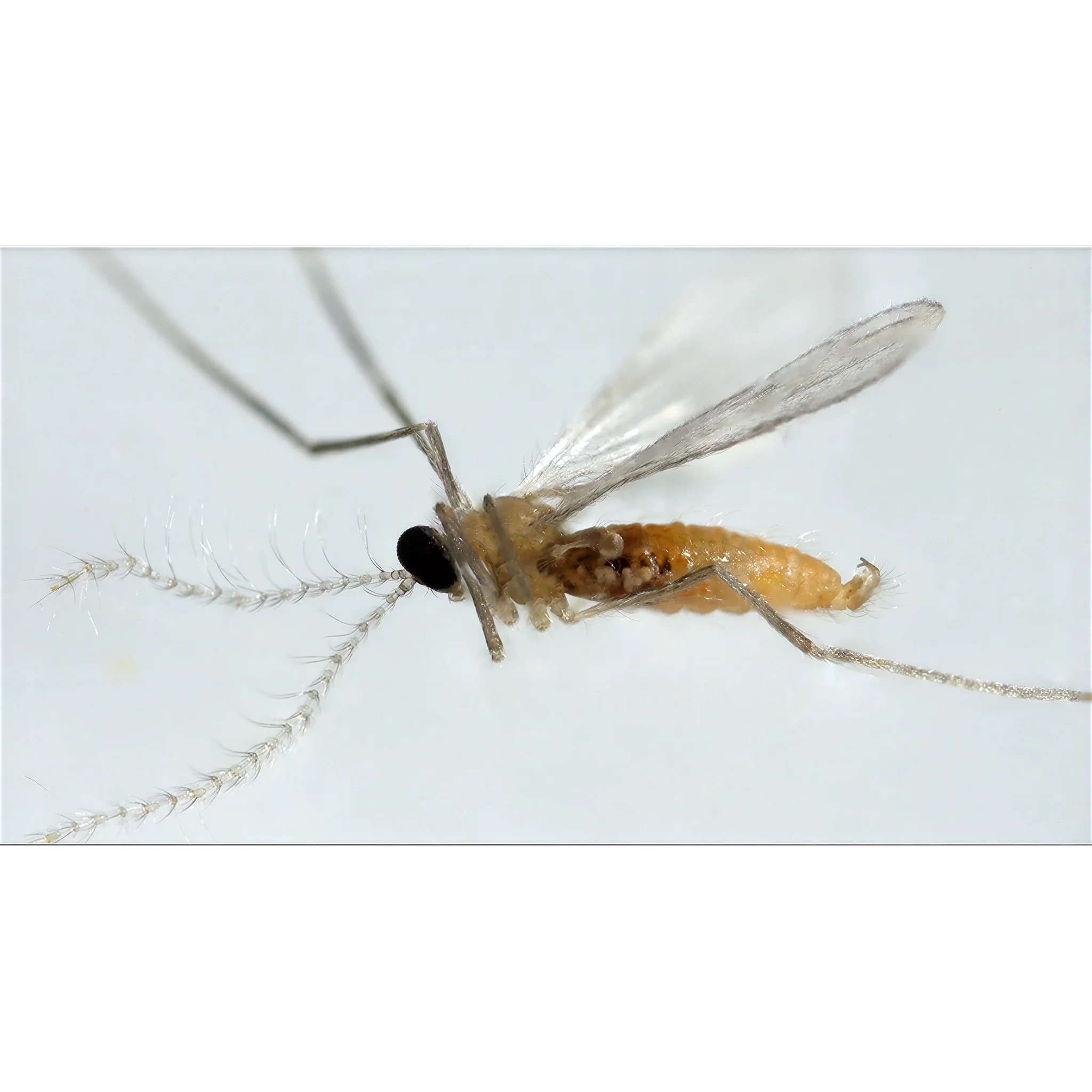Tip Top Bio-Control Aphidoletes Aphidimyza Beneficial Insects, Bottle of 1,000