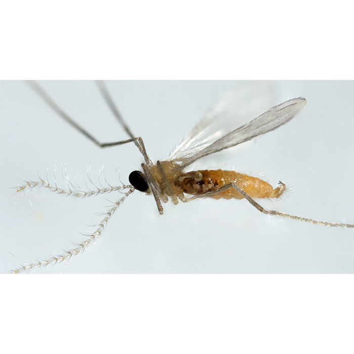 Tip Top Bio-Control Aphidoletes Aphidimyza Beneficial Insects, Bottle of 250