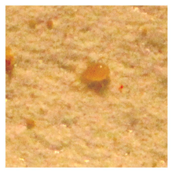 ARBICO Organics Amblyseius Andersoni Beneficial Mites