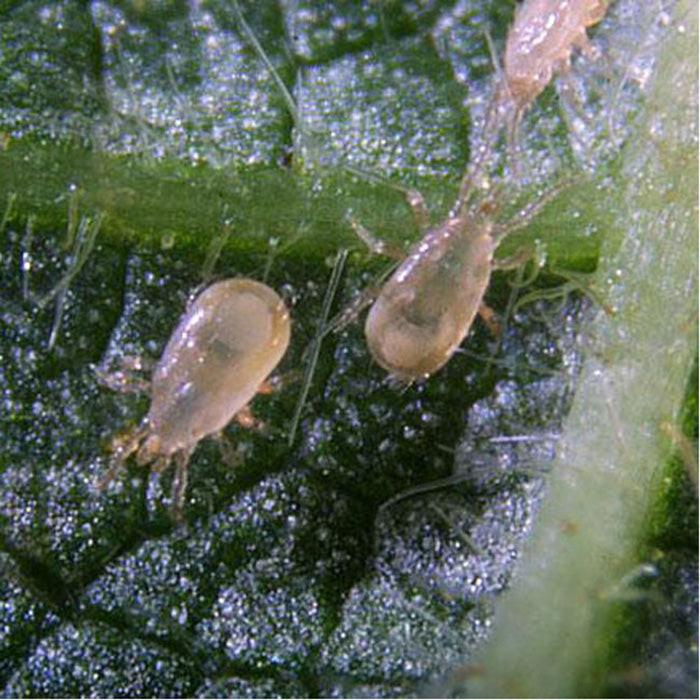 ARBICO Organics Amblyseius Cucumeris Beneficial Mites