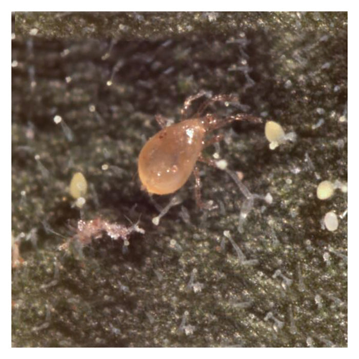 ARBICO Organics Amblyseius Swirskii Beneficial Mites, Tube of 50,000