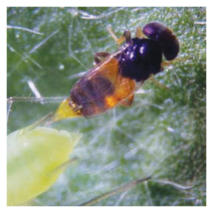 ARBICO Organics Aphelinus Abdominalis Beneficial Parasitic Wasps, Pack of 250