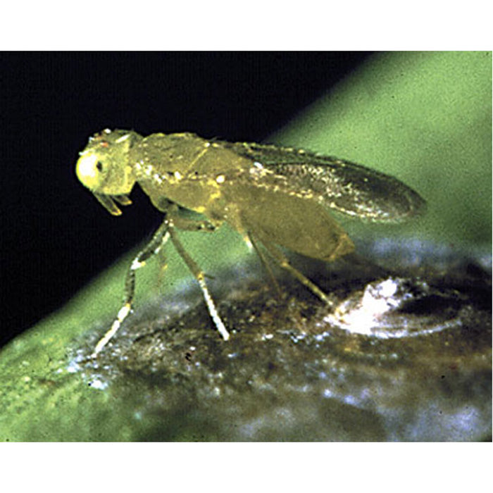 ARBICO Organics Aphytis Melinus Beneficial Red Scale Parasites, Pack of 10,000