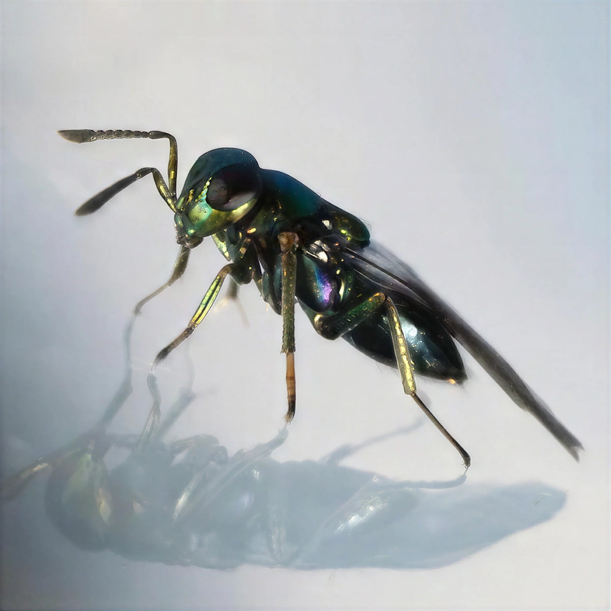 ARBICO Organics Diglyphus Isaea Leafminer Parasite Beneficial Wasps
