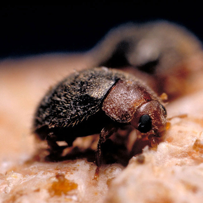 ARBICO Organics Lindorus Lophanthae Purple Scale Predator Beneficial Insects