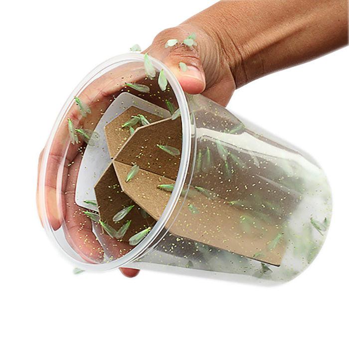 ARBICO Organics Green Lacewing Pre-Fed Adults