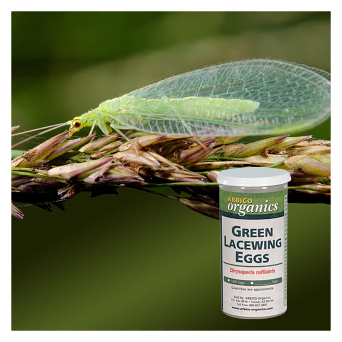 ARBICO Organics Green Lacewing Eggs, Pack of 1,000 Eggs