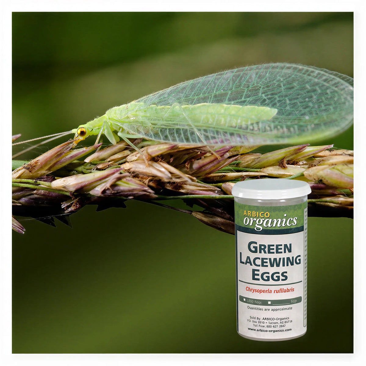 ARBICO Organics Green Lacewing Eggs, Pack of 10,000 Eggs