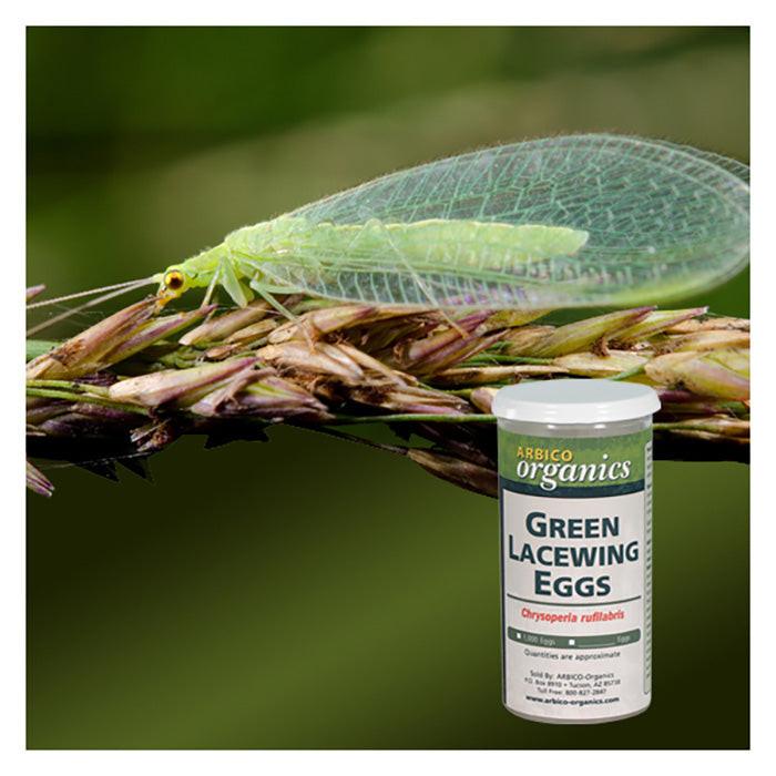 ARBICO Organics Green Lacewing Eggs, Pack of 50,000 Eggs