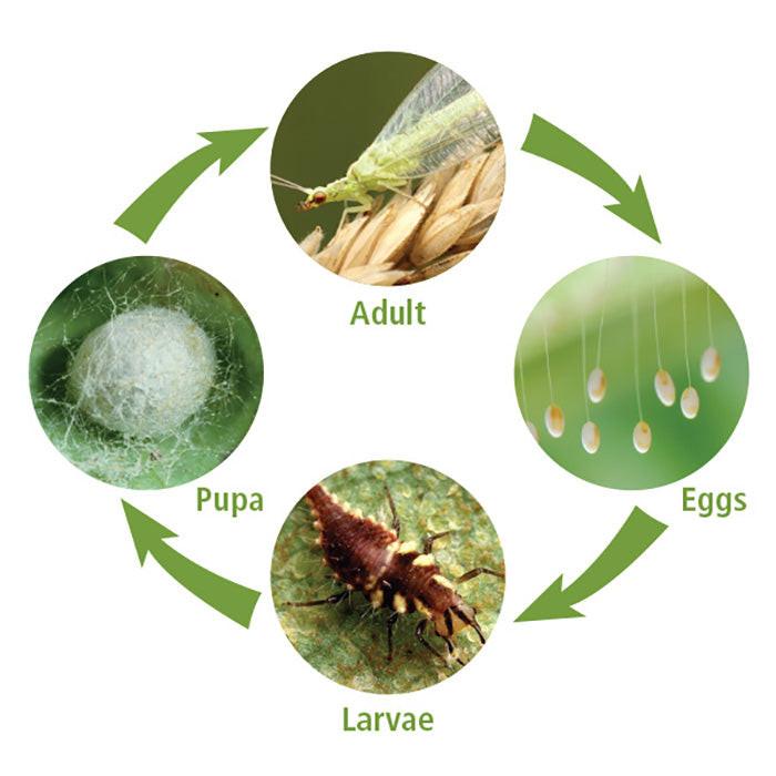 ARBICO Organics Green Lacewing Eggs, Pack of 1,000 Eggs