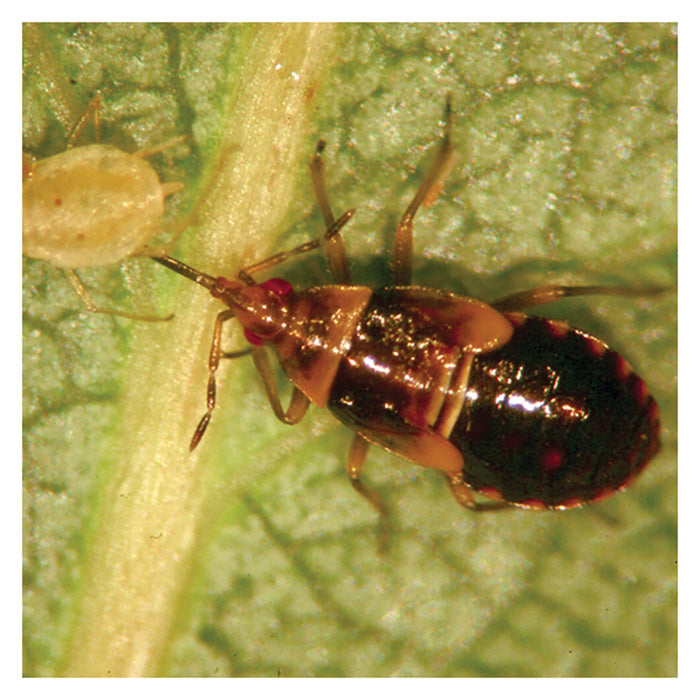 ARBICO Organics Orius Insidiosus Minute Pirate Bug Beneficial Insects