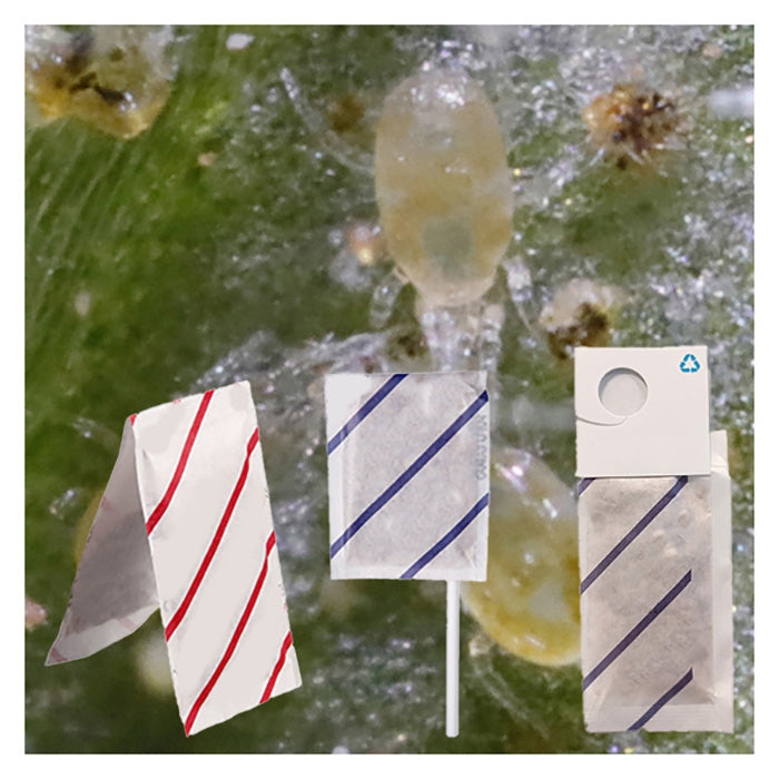 ARBICO Organics Neoseiulus Californicus Beneficial Mites, Pack of 100 Sachets With Hooks - 250 Per Sachet