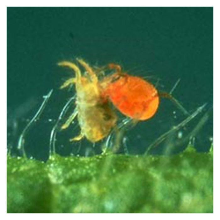 ARBICO Organics Phytoseiulus Persimilis Beneficial Mites