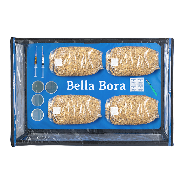 Bella Bora Still Air Box V1
