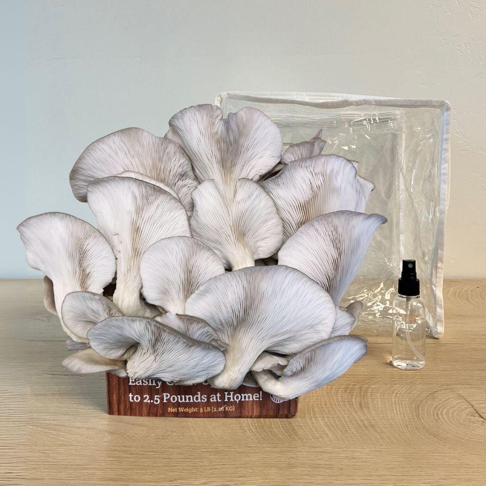3 Pack - Lion's Mane, Pink, and Blue Oyster Mushroom Growing Kit - 15 LBS.