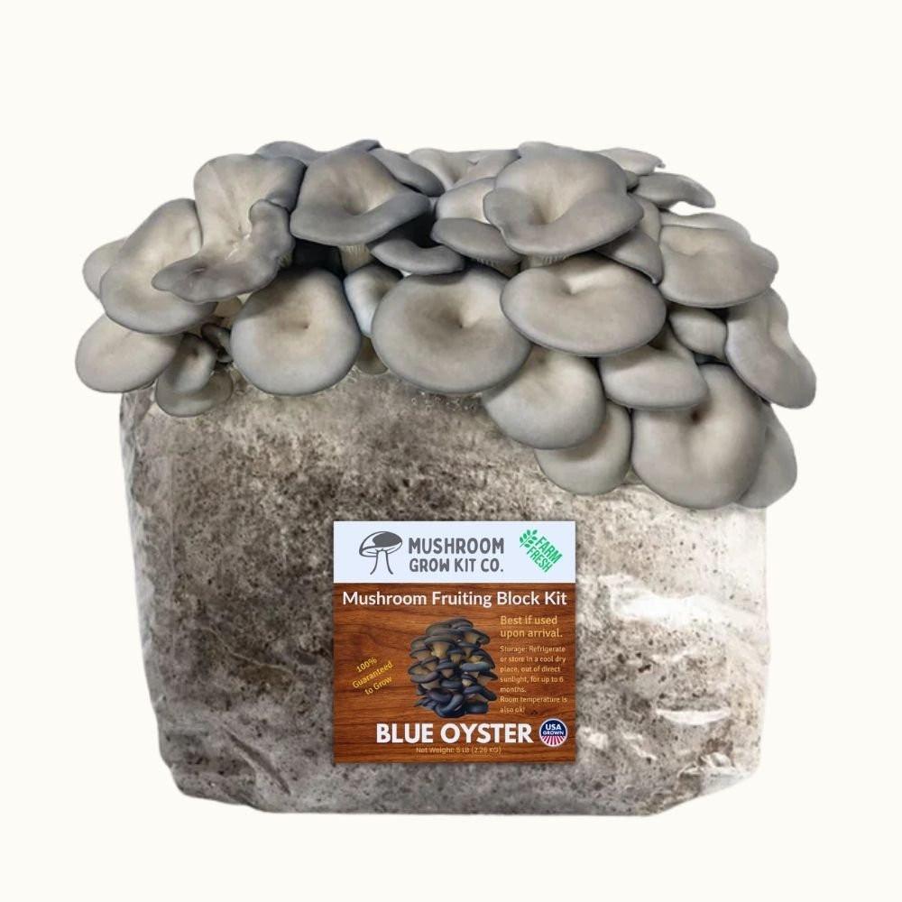 3 Pack - Lion's Mane, Pink, and Blue Oyster Mushroom Grow Kit Fruiting Block - 15 LBS.